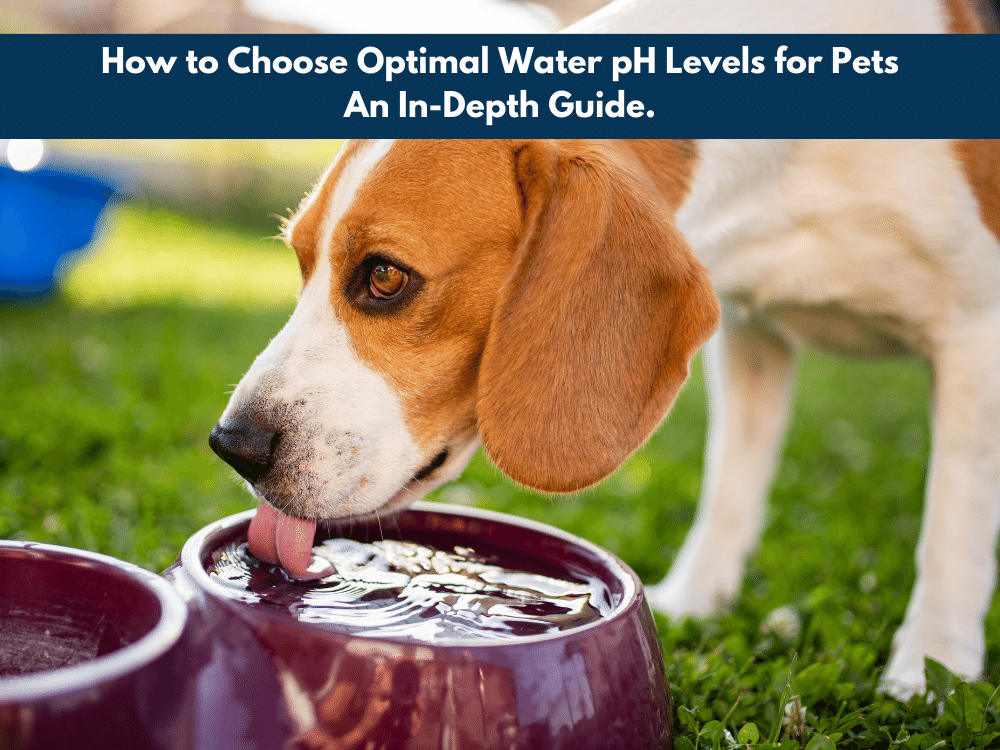 How to Choose Optimal Water pH Levels for Pets: An In-Depth Guide
