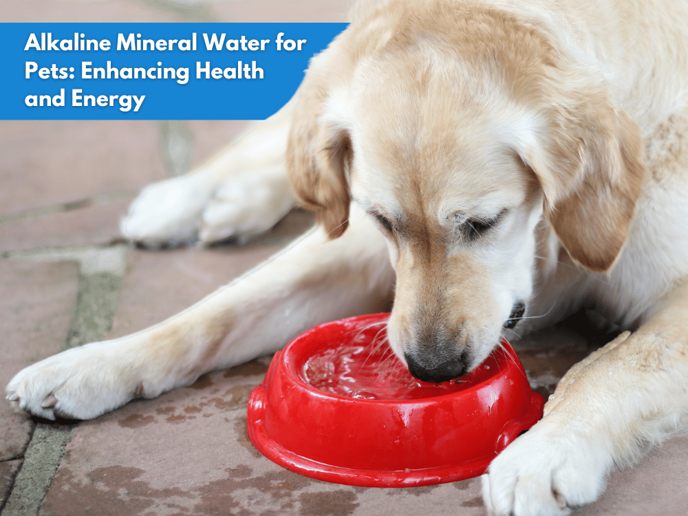 Alkaline Mineral Water for Pets