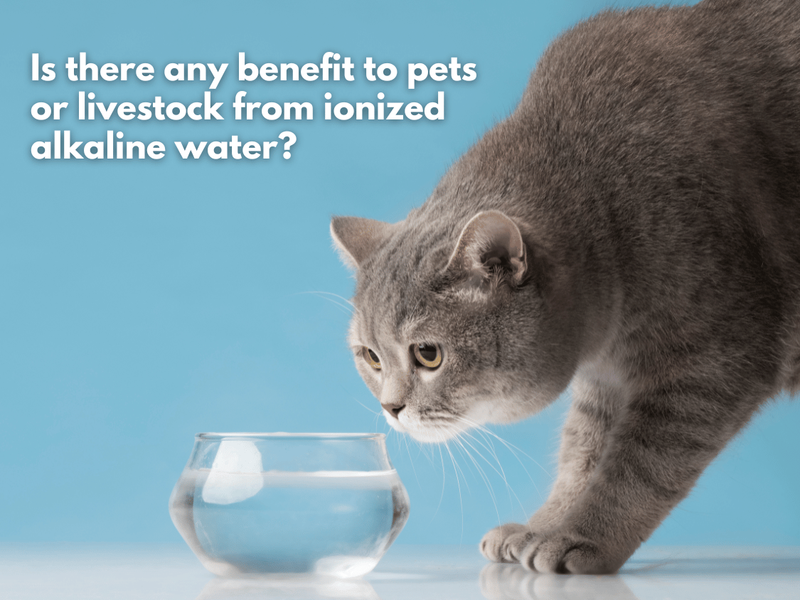 Is there any benefit to pets or livestock from ionized alkaline water?